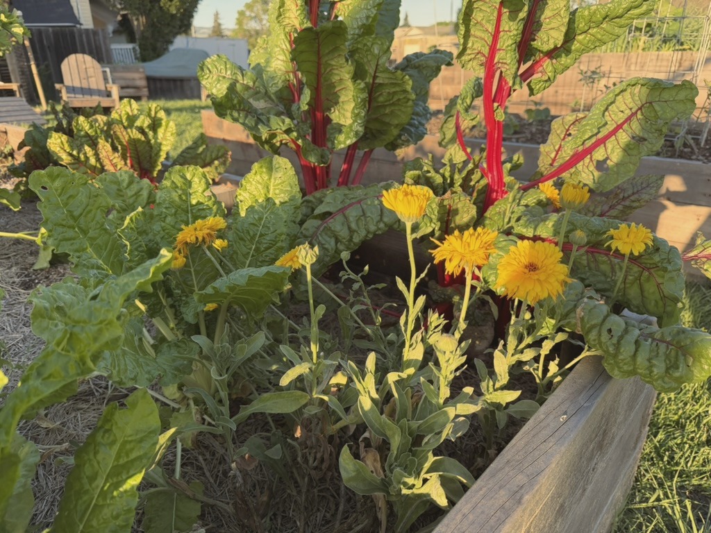 La Tercera Garden — raised beds and gathering space in Petaluma, CA